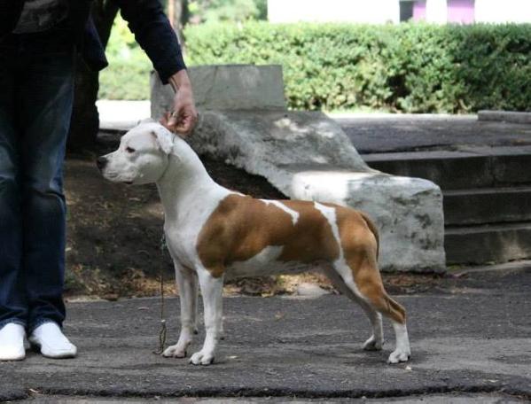 Artic Queen Red Panda of Lacoin