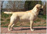 CH Wennie Malmesbury Sable Blues