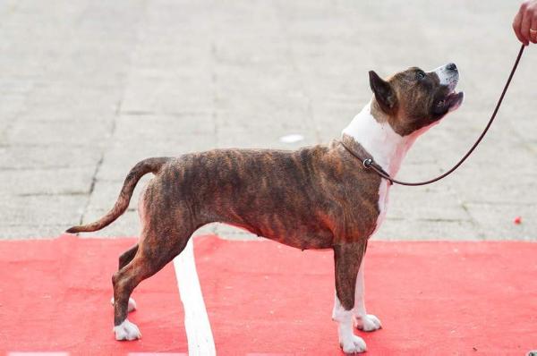 JR.CH.ROMANIA Ringmaster Star Long Step