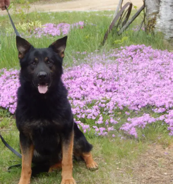 Remington vom Kistha Haus