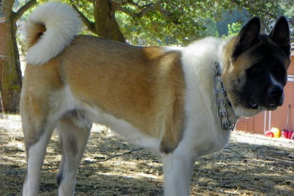 Royalty's The Mighty Titan