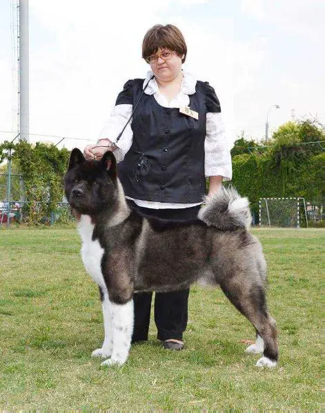 RUS GCH, RUS/RKF/UZ/KZ/KY CH, RUS JCH Orients Pride Shaman Bright Success Tan-Ro