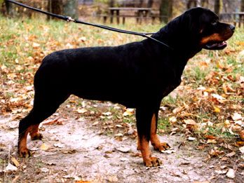 BEL CH,MDA CH,RUS CH Rotti'S Allyans Itta