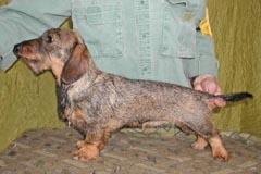 RUSCH GUDWILl'S NICY NEXT