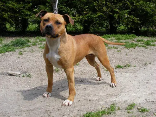 California tipit z hanky