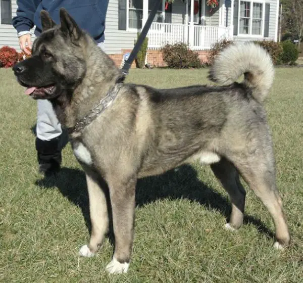 Blue Moon's I Have a Dream