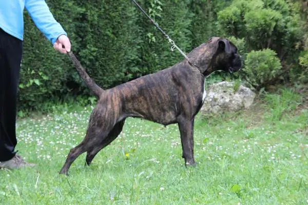 LINA DE VILLA ASTUR