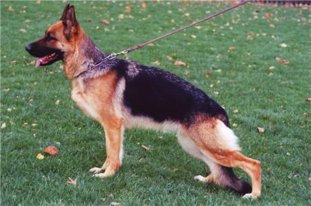 SG Mirka vom Paradiesgarten