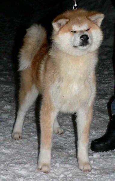 Iczczite Halne Wzgorze