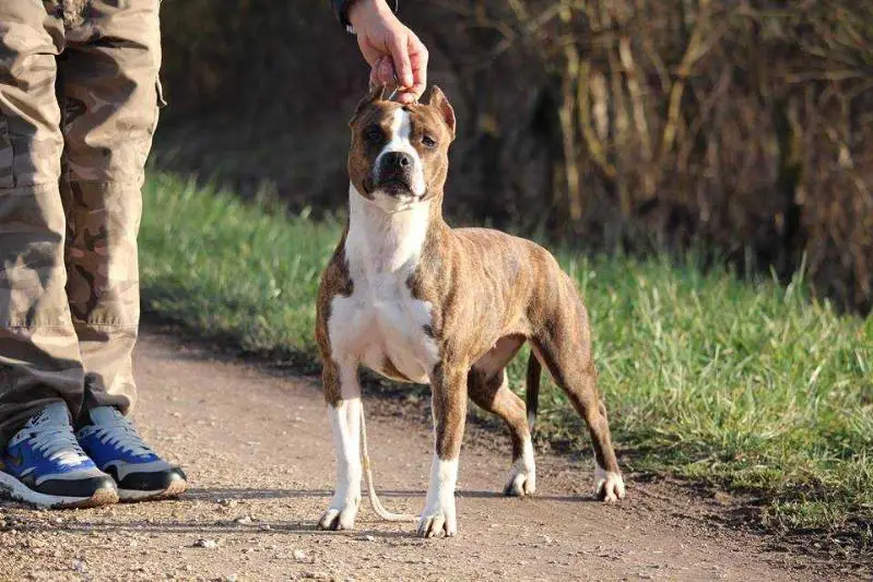 ch roumania, ch bulgaria Jenova's Destiny of Blue Fawn Diamond