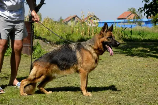 SG Upsi von Yugerschof