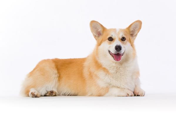 Magic Grove's Tinkerbell