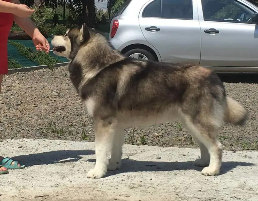 NAMONTAK Malamute Sanctuary