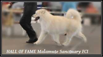 HALL OF FAME Malamute Sanctuary