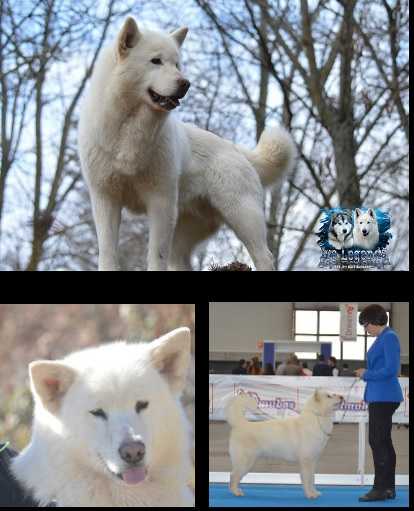 HAI MATI Malamute Sanctuary