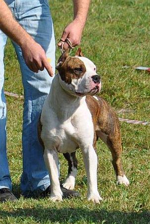 PACO GANGSTA BLOOD Niziołek