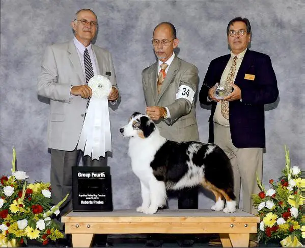 HOF ASCA CH /AKC GCH Baywinds Major Attraction