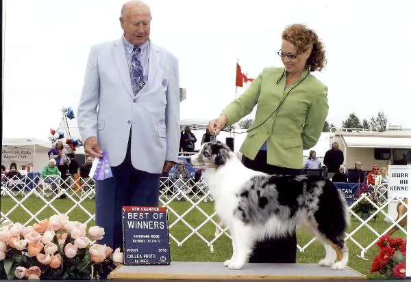 HOF ASCA CH / AKC CH Windfalls Be Dazzled
