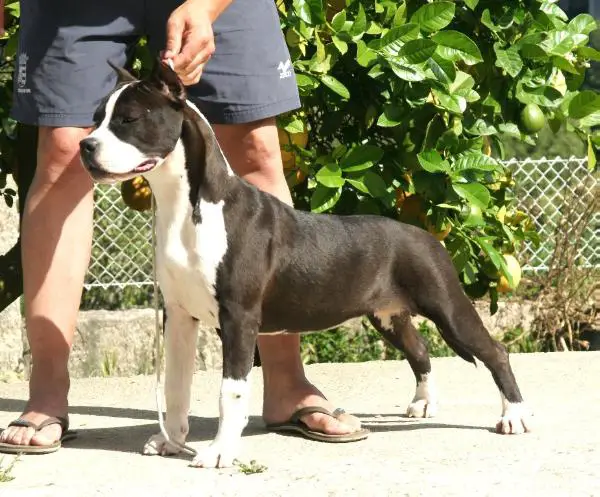 Karballido Staffs Soulmate Forever