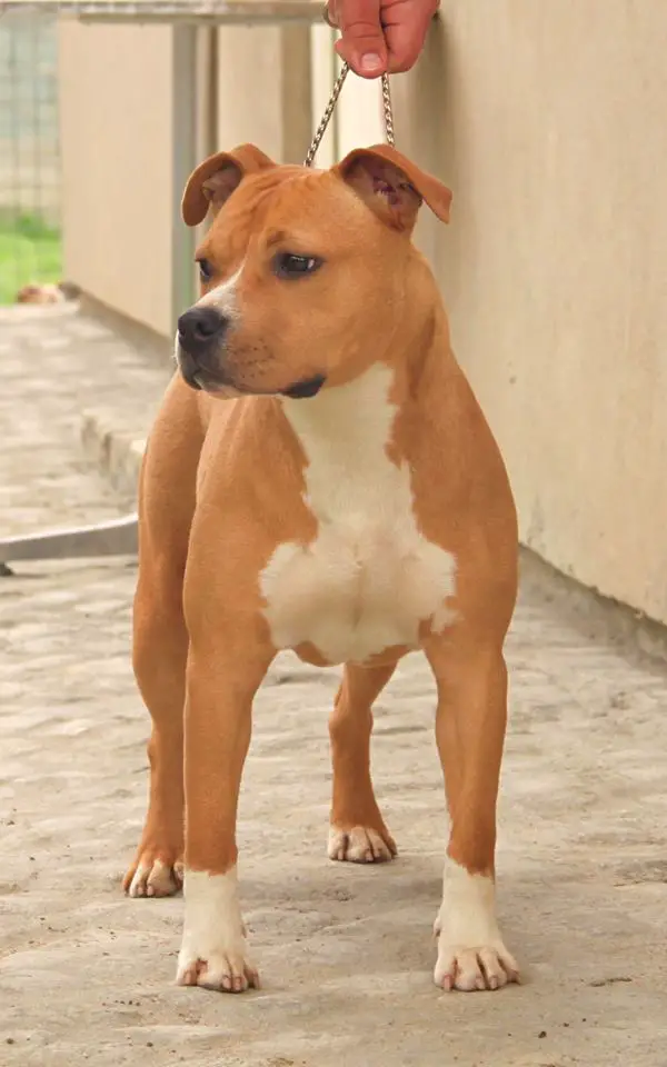 CH Mighty Mara Premium Selection