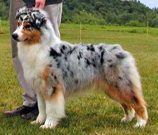 AKC/ASCA CH Montrose that's miss famous to you