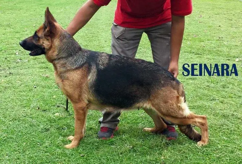 SG Seinara von arisch verhaal