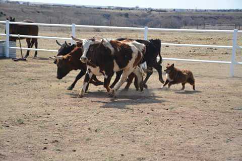 Slash V Rocky's High Man