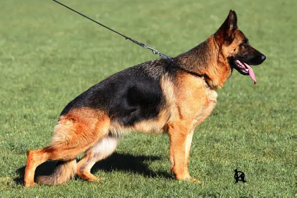 Worry Hartis Bohemia