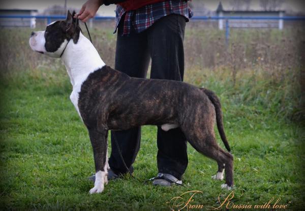 Imperium from russian with love