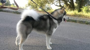 David Becomes King - Gaara