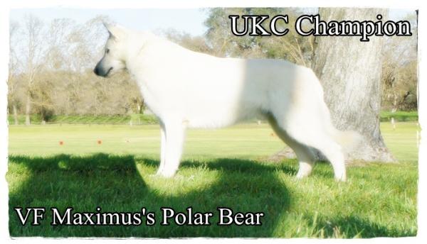 UKC CH Vf Maximus's Polar Bear