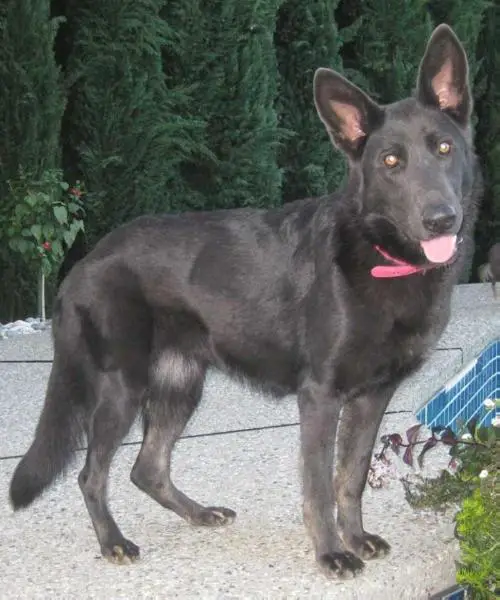 Sprague's All Hallows Eve