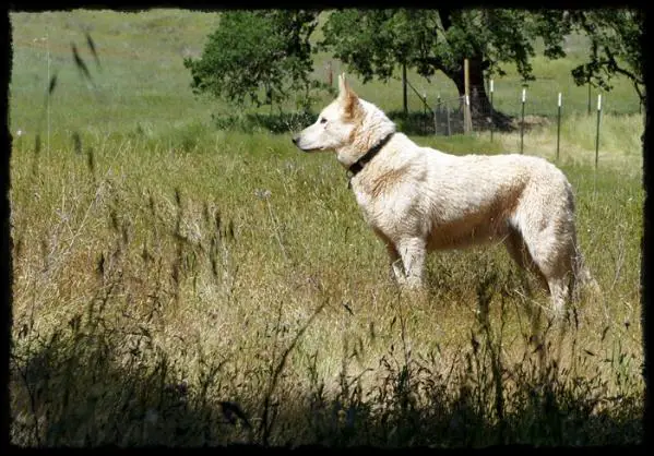 Sadie Von Wohlen Heidi