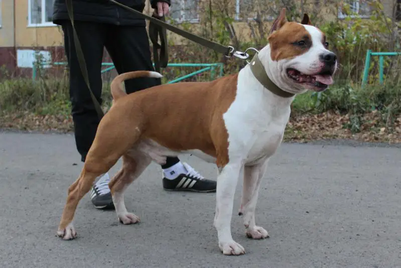 Zheltaya Rhapsody Piar  For  F.L.Hadinna