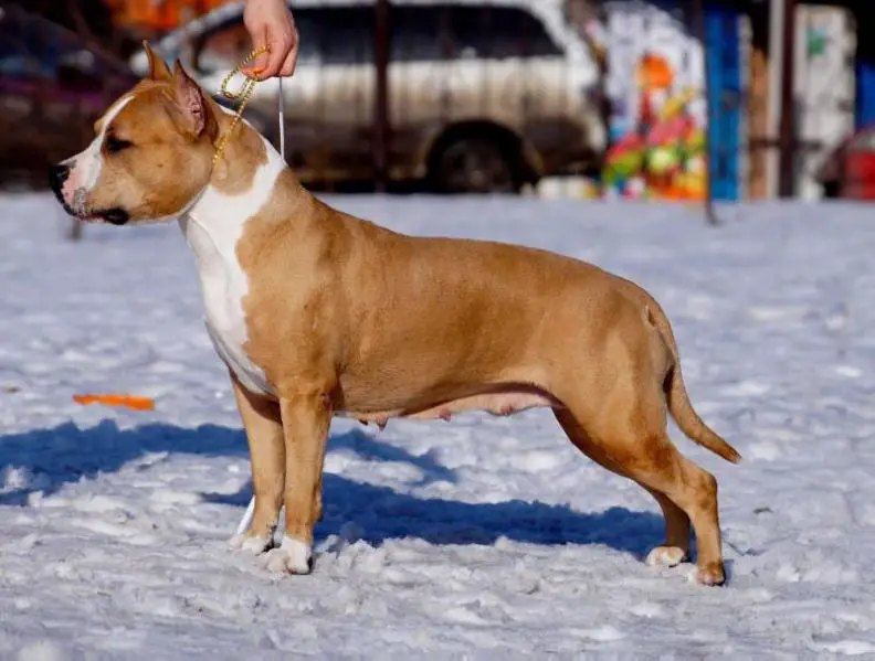 Golden Heart Winner Sharliz Teron