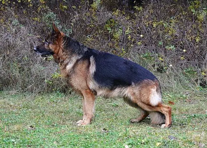 ChBy.JChby Tsentral Gven Blaid