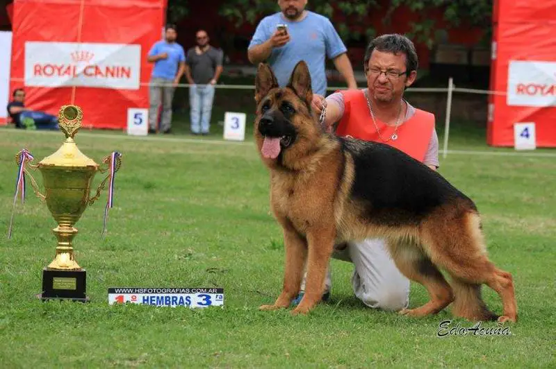 SG Dakota Von der Wallacedolf