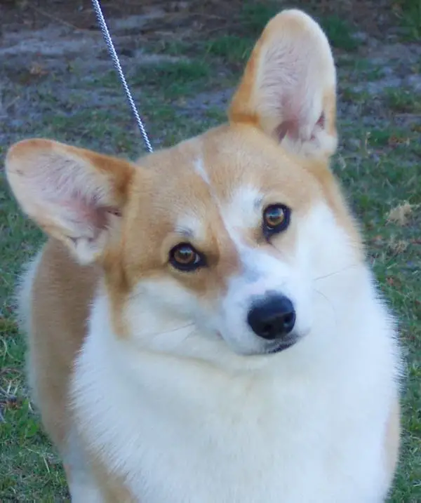 Siancof More Thna Feelin'