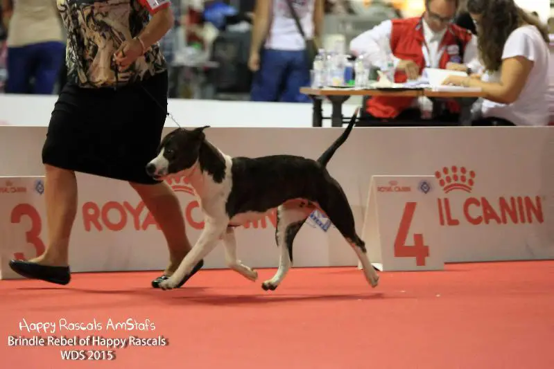 Brindle Rebel of Happy Rascals