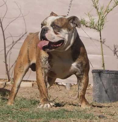 Texas Geez Gordo