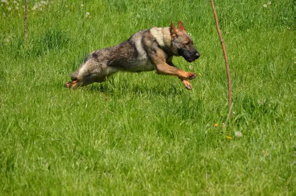 B-Freyja Aus Der Familie Schwarz