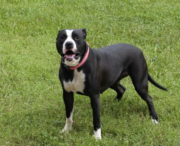 Bull City Kennel's Sasha