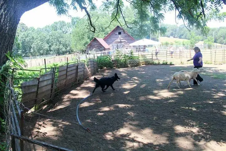 Blackthorn's Warrior Princess