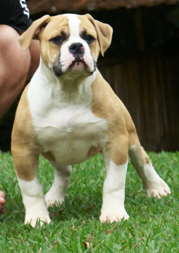 SUNSHINEBULLS' IRON