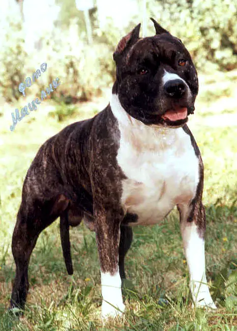 Istwood Igor
