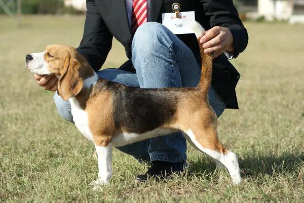 The Devil Wears Prada