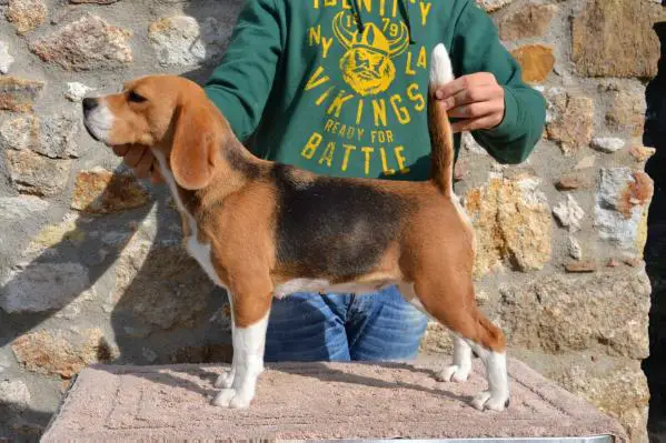 AUST.CH. Brialey Jive Bunny