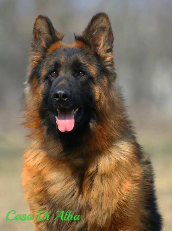 Atilla Capo Casa di Alba