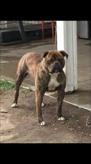 PINTOS BULLS TIGGER OF MIURA BULLS