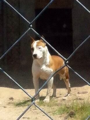 Thunder Bully ZambellixZanoia